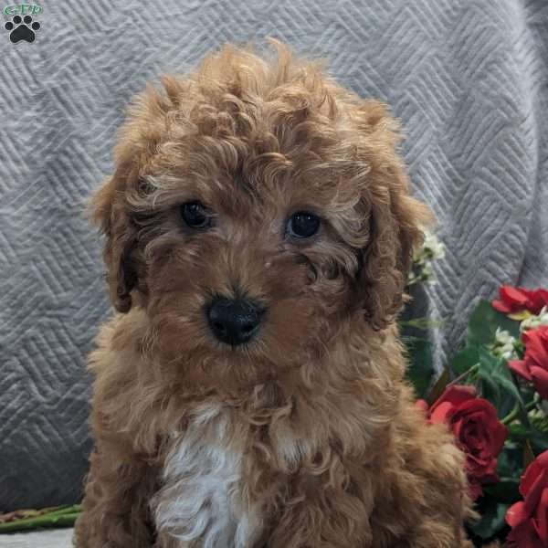 Sunny, Mini Goldendoodle Puppy